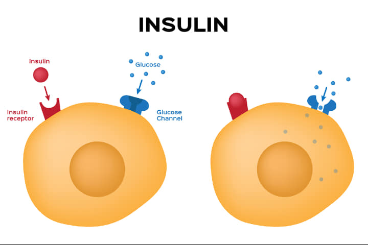 Insulin hoạt động để đưa glucose vào tế bào
