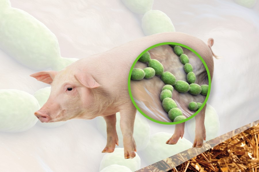 Bệnh liên cầu lợn - Nhận biết và cách phòng tránh