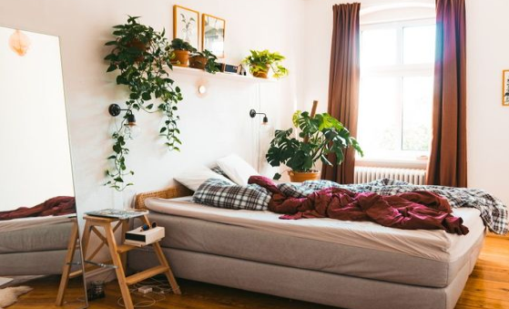 Nên trồng cây gì trong phòng ngủ để ngủ ngon hơn?